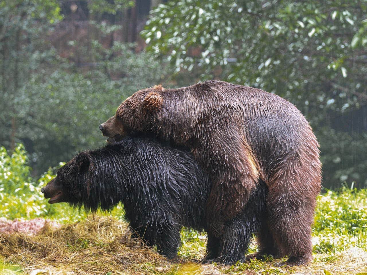 Mating Example Acts of Mating in Animals Called | Animal Science