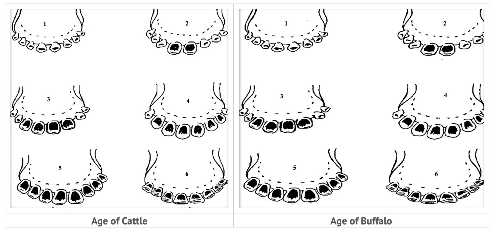 Age by Dentition in Cattle and Buffalo