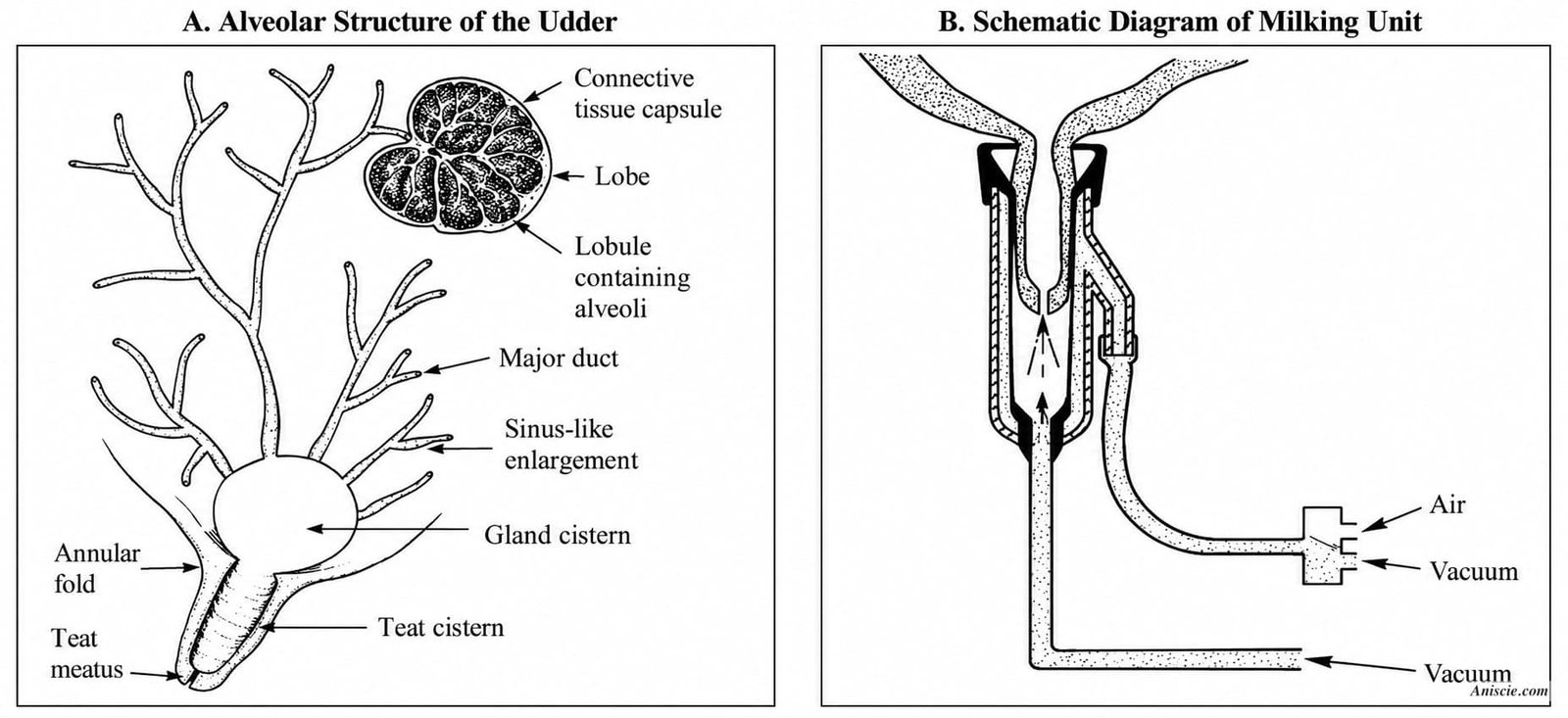 Alveolar Structure of the Udder and Schematic Diagram of a Milking Unit