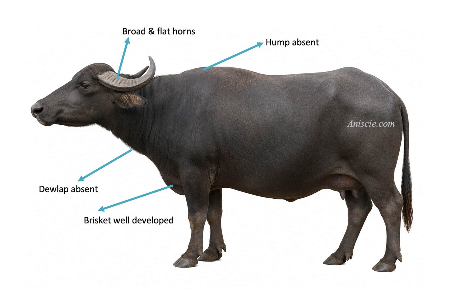 Buffalo (Bubalus bubalis)