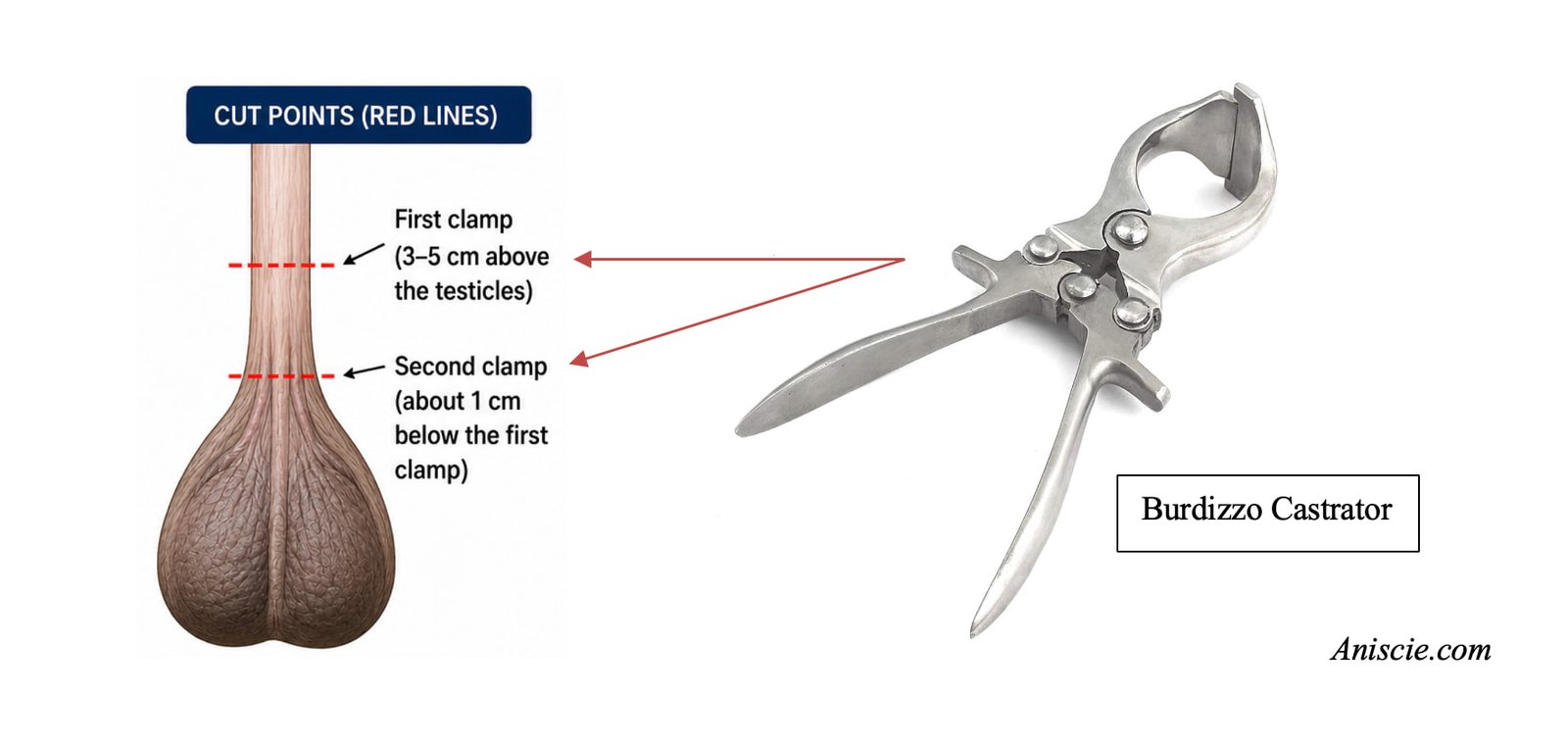 Burdizzo Method and Castrator for Castration in Livestock Animals