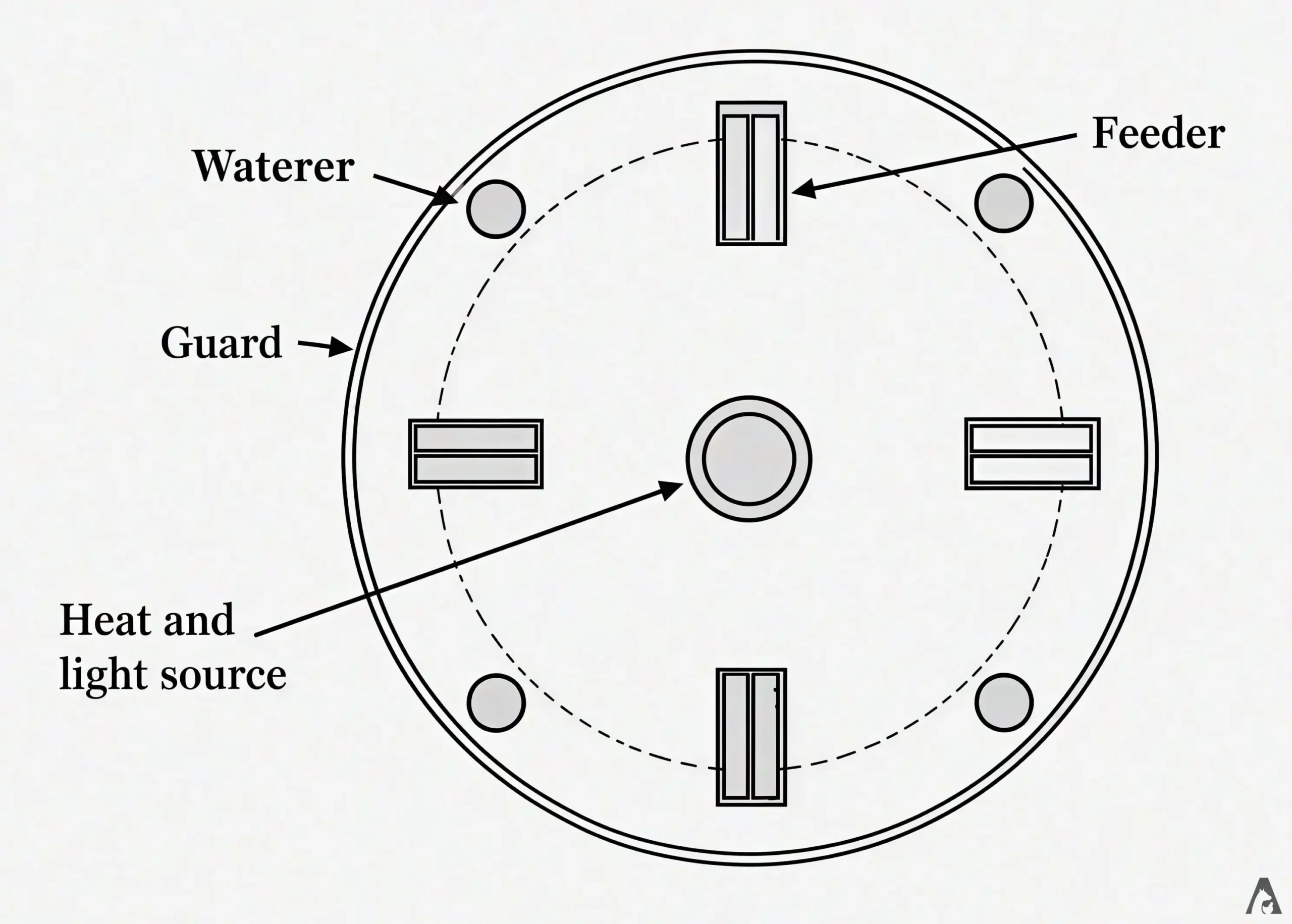 Cartwheel Arrangement of Feeders and Waterers (Poultry Brooder Management)