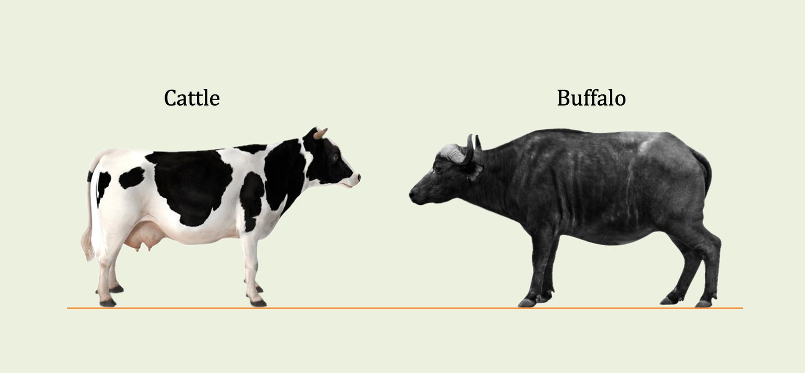 Cattle Vs Buffalo