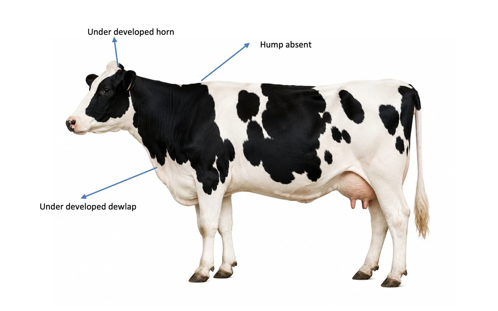 Characteristic Body Features of Holstein Friesian (Exotic) Cattle Compared with Zebu Cattle