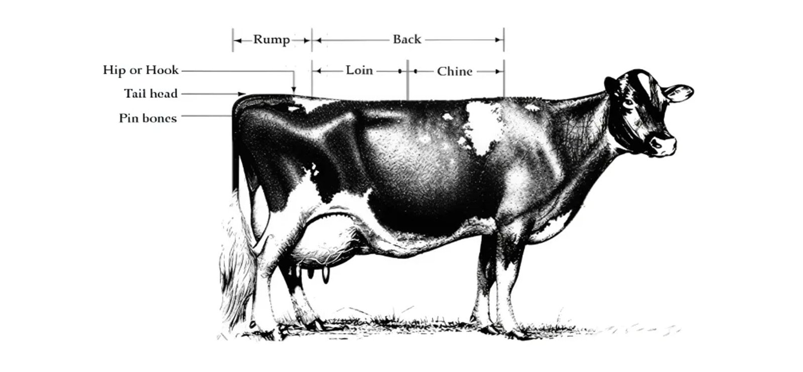 Dairy Cow's Major Bone, Muscle Groups and Body Parts