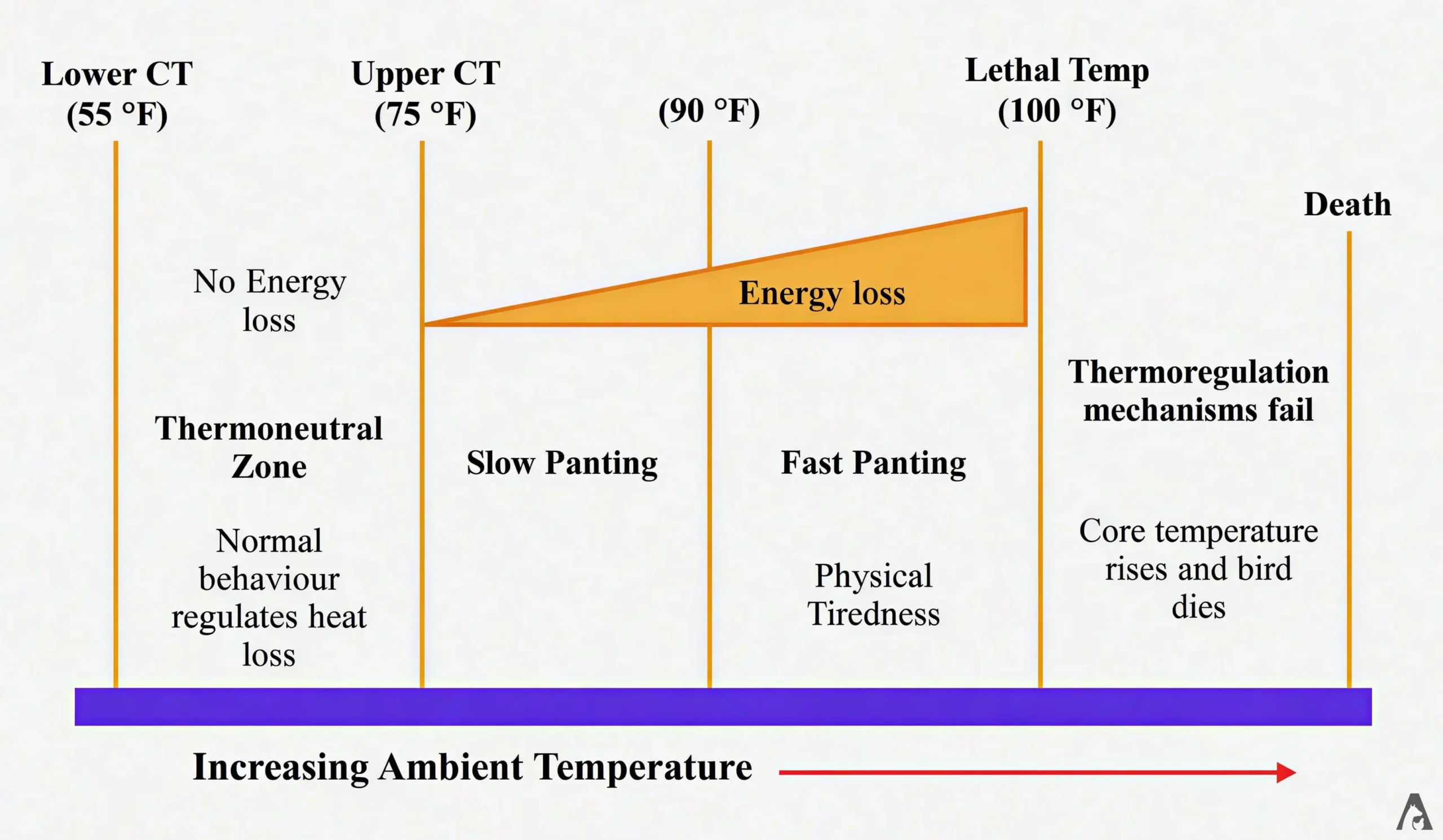 Effects of Increasing Ambient Temperature on Thermoregulation in Birds