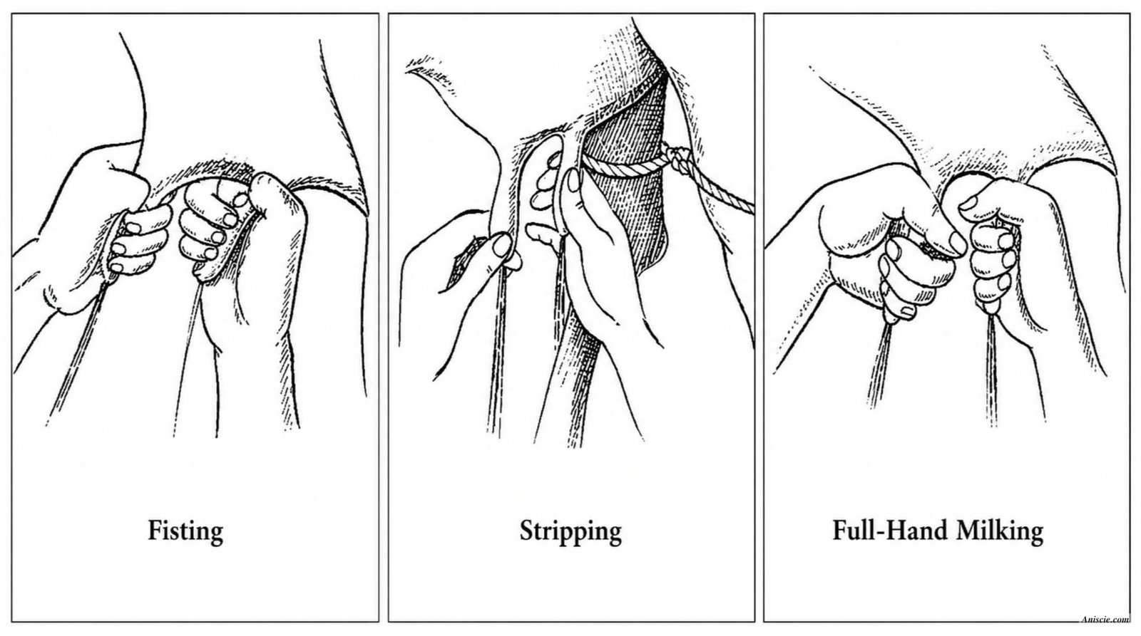 Hand Milking Methods