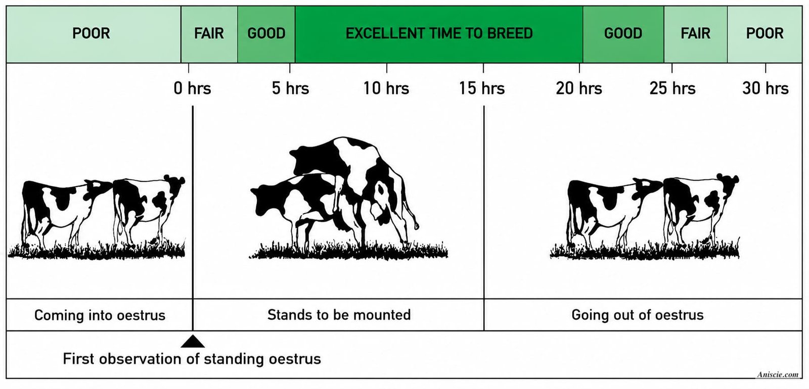 Inseminating at the Right Time- Improve Reproductive Performance in Dairy Cattle