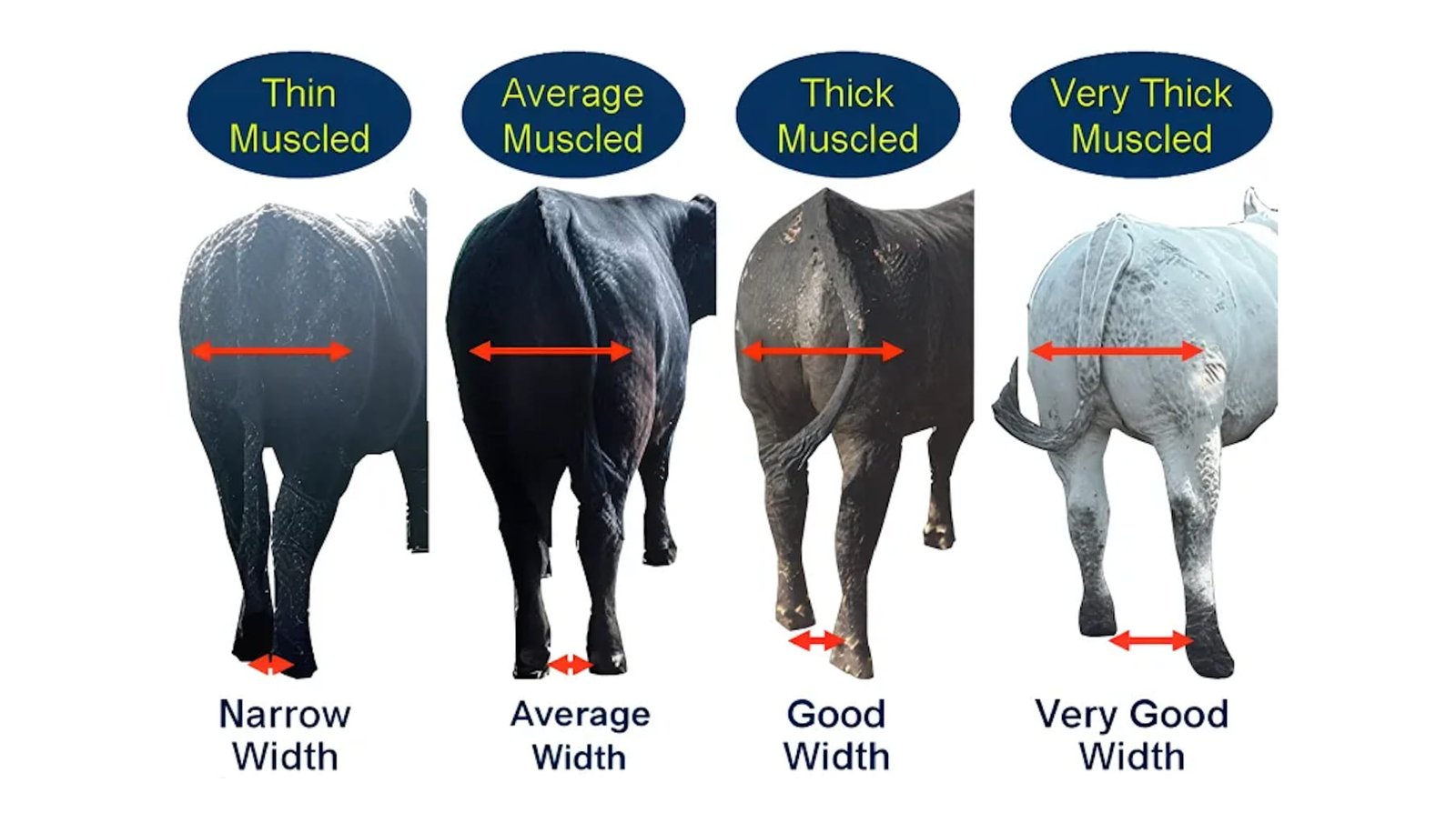 Judging Cattle and Buffalo (Conformation Traits, Scoring and Evaluation)
