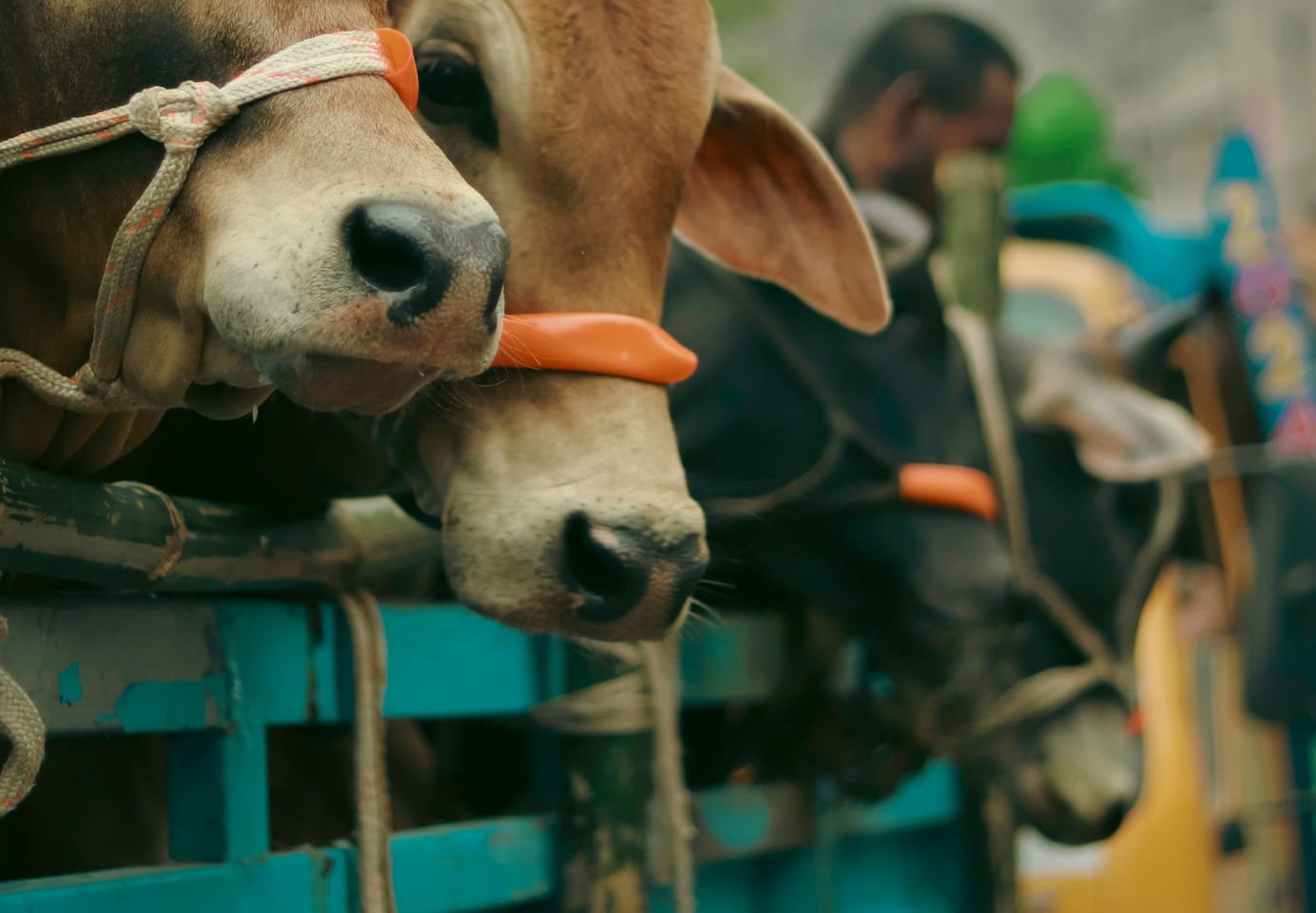 Livestock Transport Methods and Guidelines