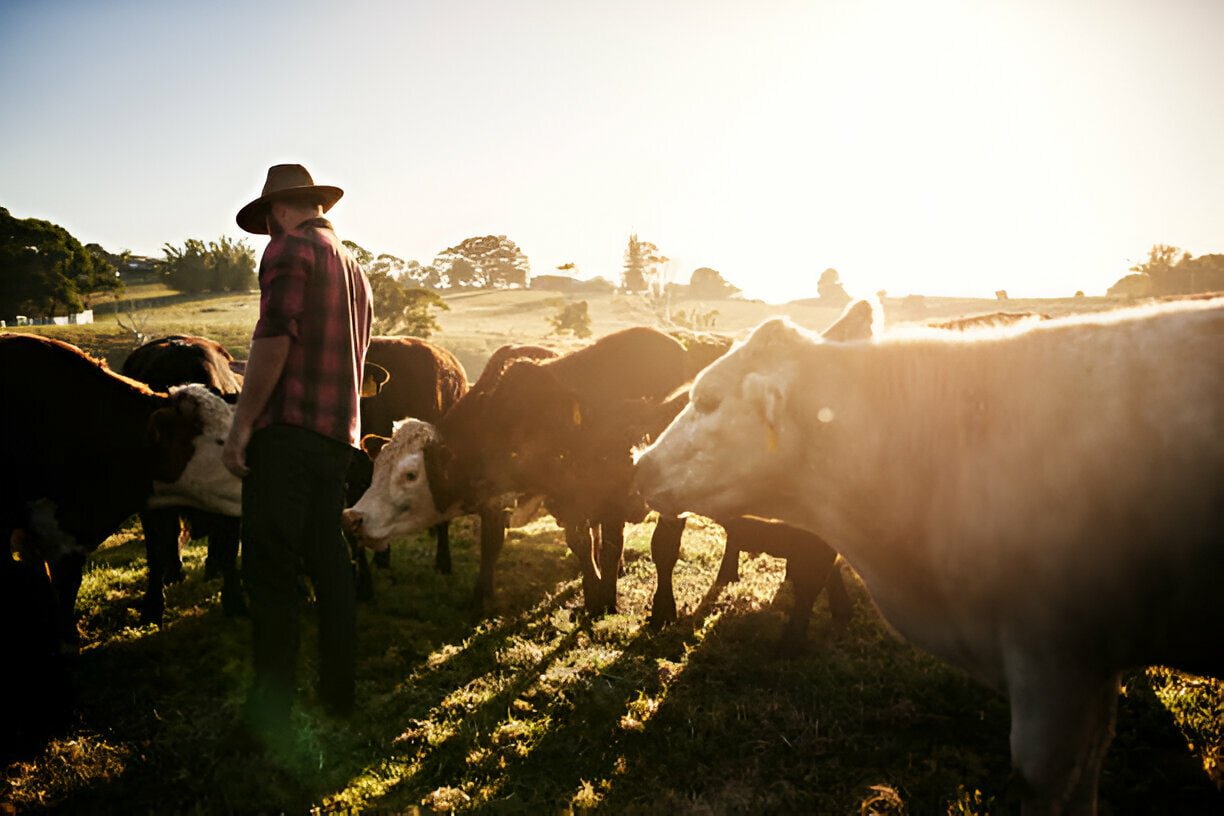Livestock