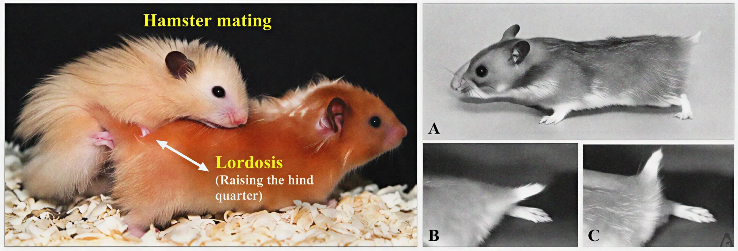 Mating and Lordosis in the Syrian Hamster