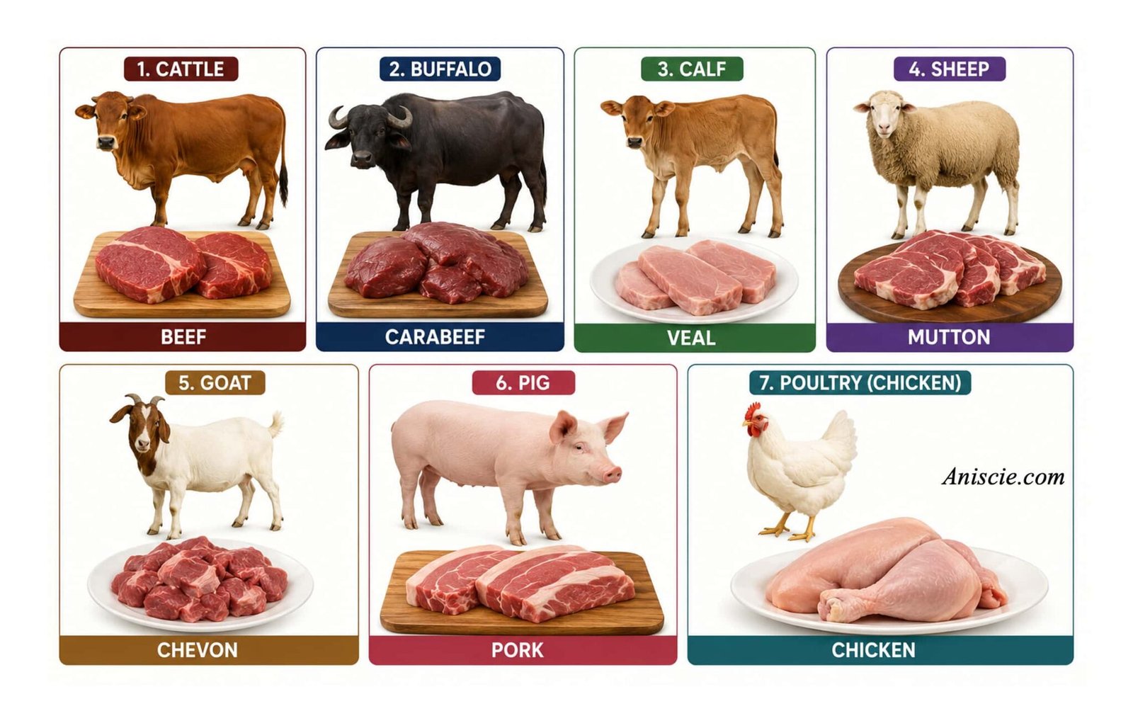Names of Animal Meats | What Meat Called from Different Animals?