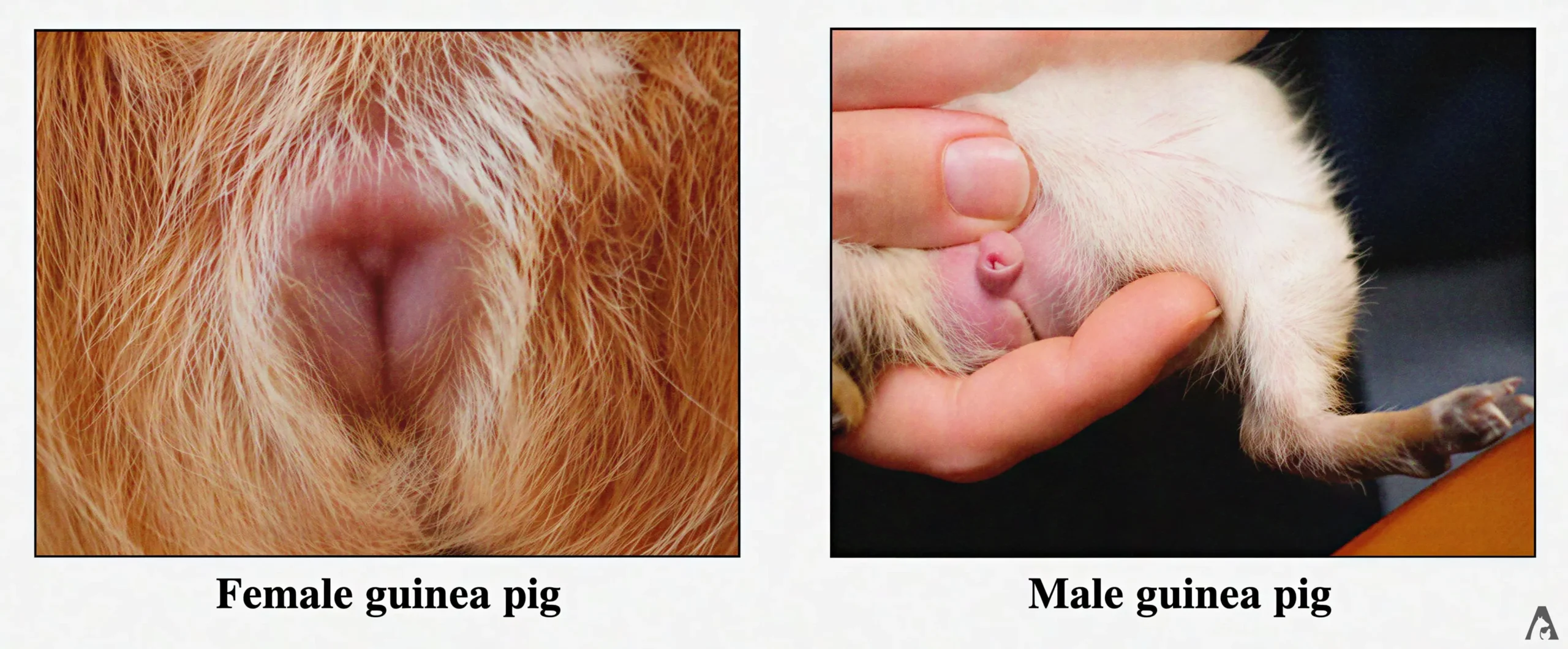 Sex Differentiation and Weaning in Guinea Pig