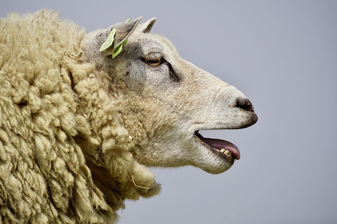 Sheep (Ovis Aries)
