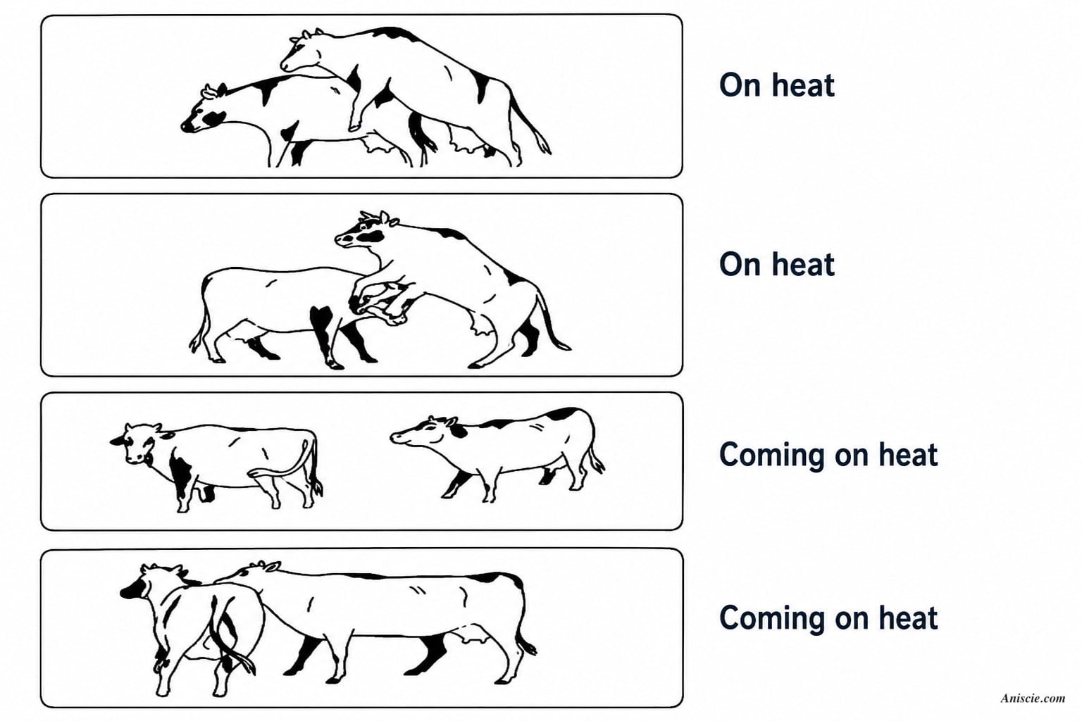 Signs of Estrus/Heat in Cattle