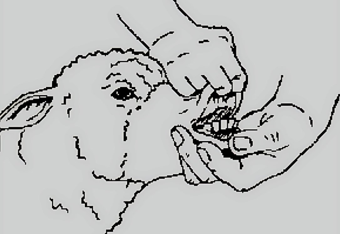 This is how to hold Sheep and Goats to check their Teeth