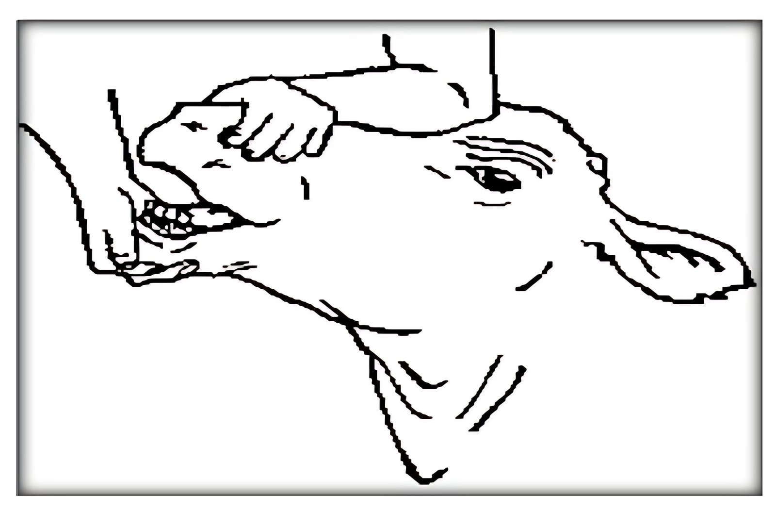 This is how to hold cattle and buffalo to check their teeth