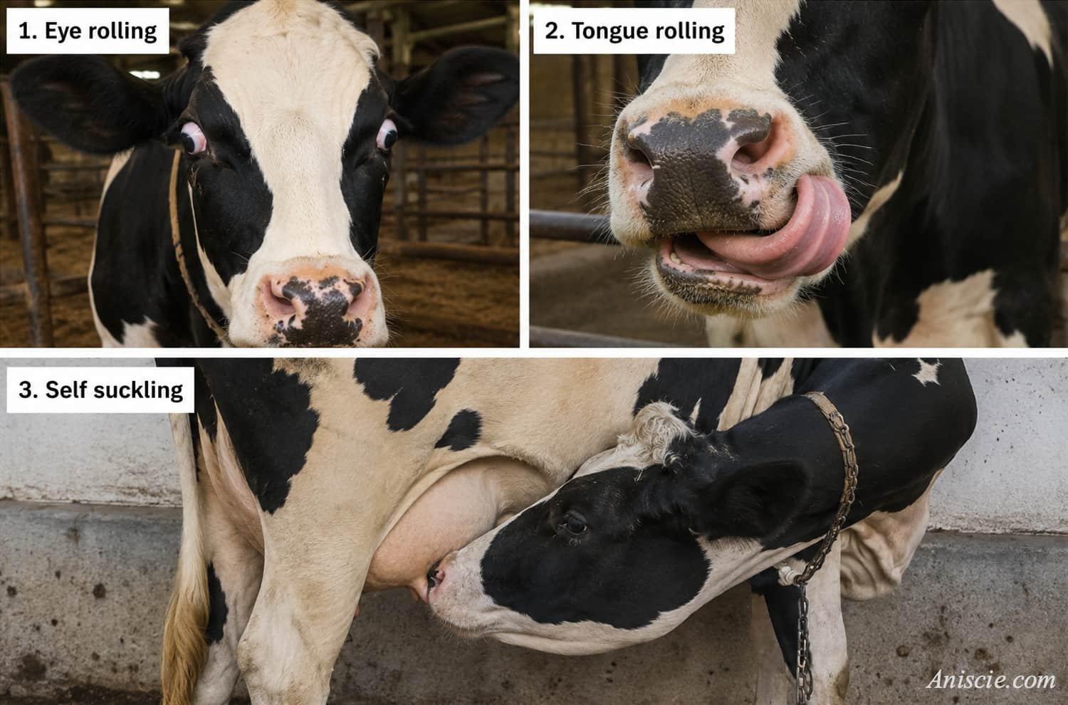 Vices of Dairy Animals (Cattle)
