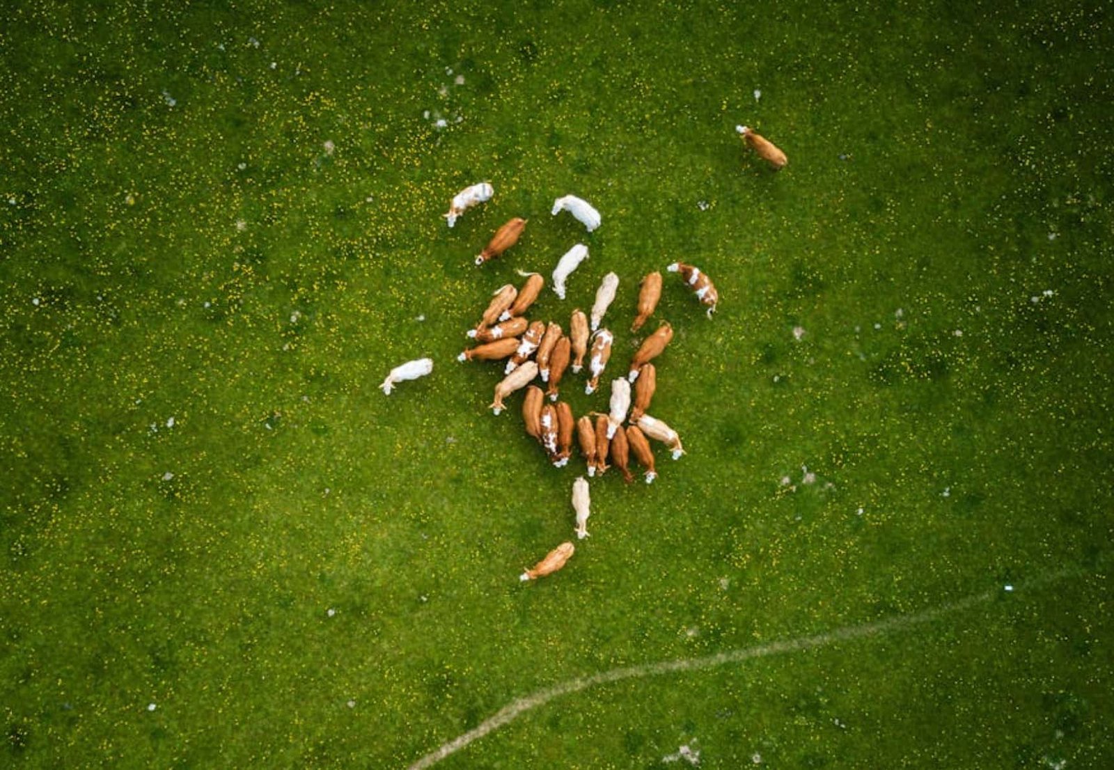 animals contribution