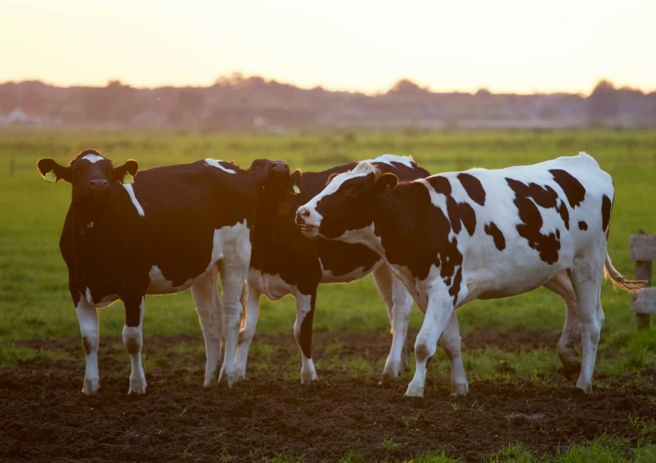 cow livestock